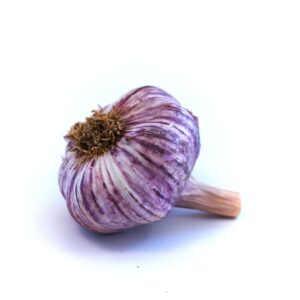 Hlavička českého česneku s fialovým odstínem